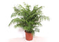 Chamaedorea Elegans  - 100 cm - Ø24cm