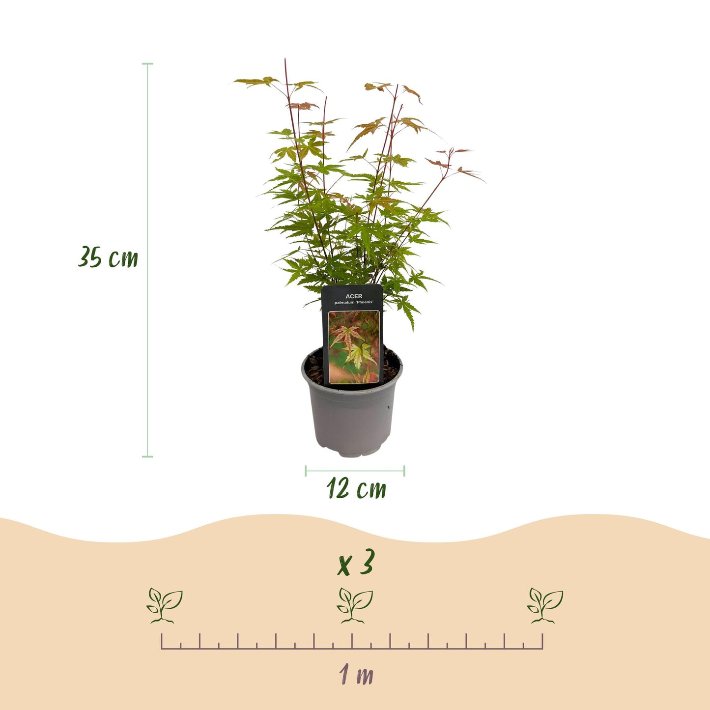 Green boutiQ - Tuinplant - Acer palmatum Phoenix - Roze - 3 Planten - Bladverliezend - Weinig Onderhoud - Pot 12cm Hoogte 35cm