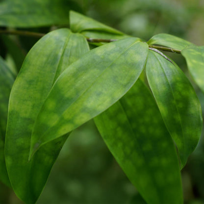 Green BoutiQ - Green is... Kamerplanten - Dracaena surculosa - Drakenbloedboom - Weinig onderhoud - Groen - 2 Planten - Pot 17cm - Hoogte 60-70cm