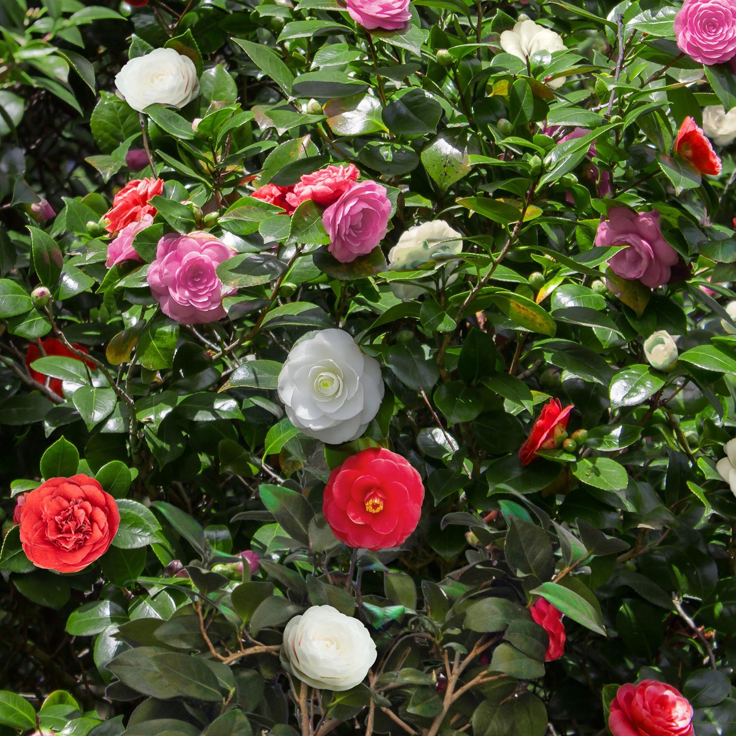 Green boutiQ - Heesters - Camelia japonica Tricolour - Bloem Roze, Wit en Rood - 3 Planten - 1 m2 - Groenblijvend - Pot 15cm Hoogte 30cm