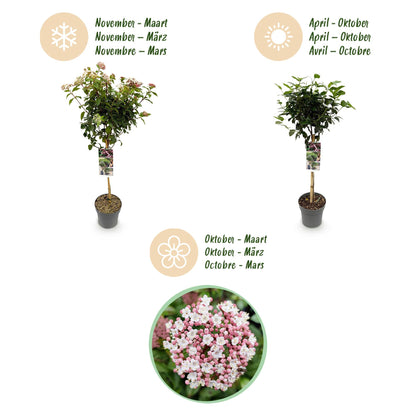 Green boutiQ - Plant op Stam - Viburnum tinus Eve Price - Terras Plant - Bladhoudend - Winterhard - Wit-Roze Bloem - Pot 19cm Hoogte 90cm