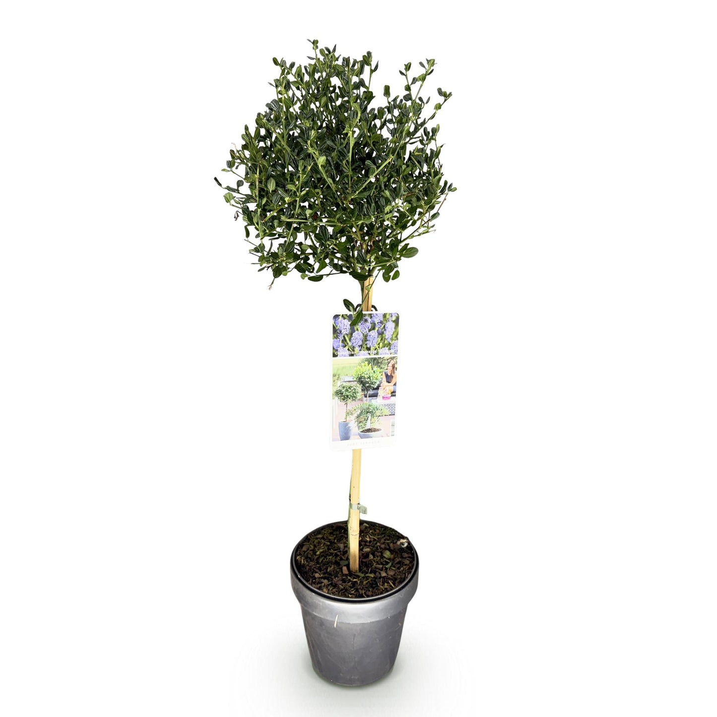 Green boutiQ - Plant op Stam - Ceanothus impressus Victoria - Terras Plant - Bladhoudend - Winterhard - Paarse Bloem - Pot 19cm Hoogte 90cm