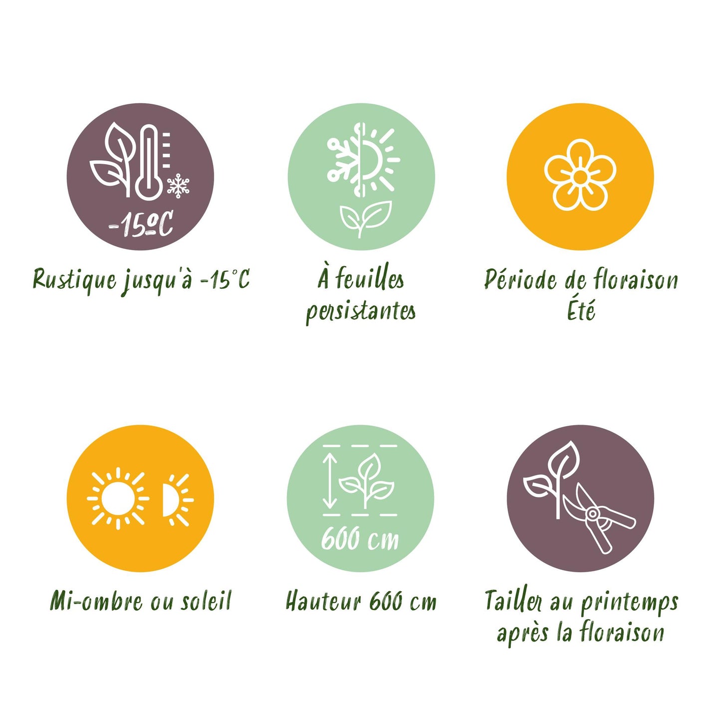 Green boutiQ - Tuinplant - Magnolia grandiflora - Bloem Wit - 3 Planten - Bladhoudend - Weinig Onderhoud - Pot 12cm Hoogte 30cm