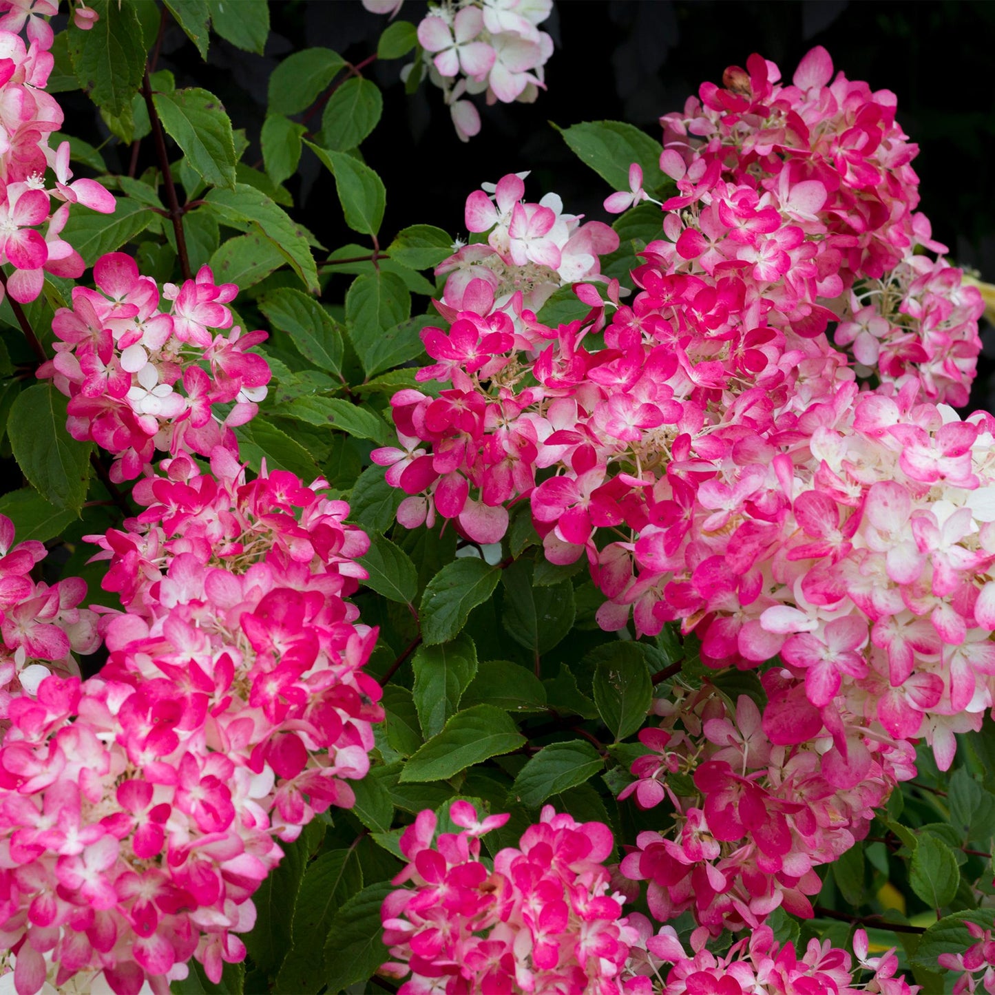 Green boutiQ - Pluim Hortensia - Hydrangea panniculata Pink Diamond - Bloem Wit Roze  - 3 Planten - 1 m2 - Bladverliezend - Grote Bloemen - Pot 17cm Hoogte 50cm