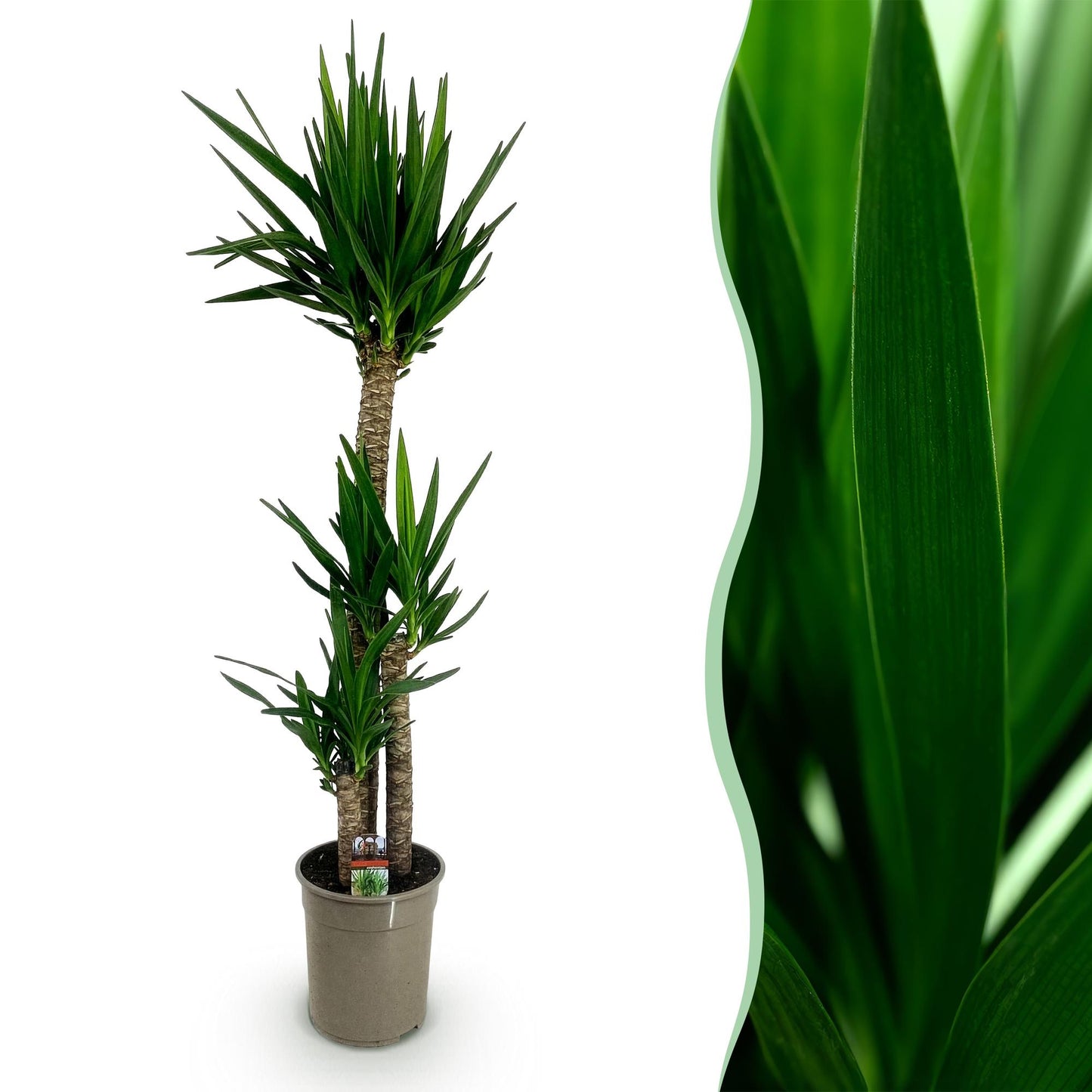 Green boutiQ - Kamerplant - Yucca elephantipes - Yucca - Weinig onderhoud - Groen - 1 - Pot 27cm - Hoogte 170cm