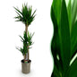 Green boutiQ - Kamerplant - Yucca elephantipes - Yucca - Weinig onderhoud - Groen - 1 - Pot 27cm - Hoogte 170cm