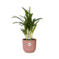 Dypsis Lutescens (Areca) 12cm in ELHO Vibes Fold 14cm roze