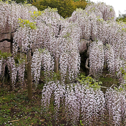 Green boutiQ - Blauwe regen - Wisteria floribunda Rosea - Bloem roze  - 1 plant - Pot 11cm Hoogte 40cm