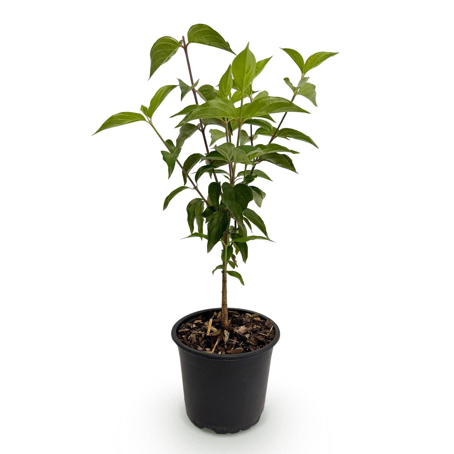 Green boutiQ - Tuinplant - Cornus kousa chinensis - Bloem Wit - 1 Plant - Bladverliezend - Weinig Onderhoud - Pot 12cm Hoogte 35cm