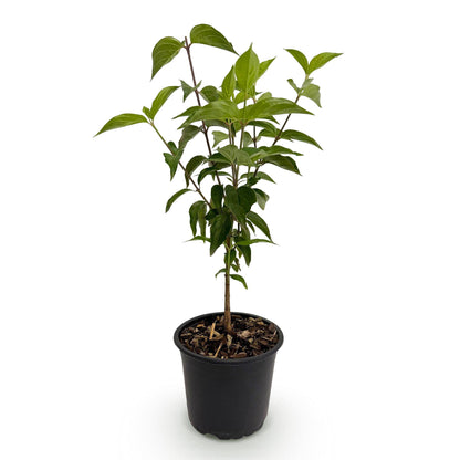 Green boutiQ - Tuinplant - Cornus kousa chinensis - Bloem Wit - 1 Plant - Bladverliezend - Weinig Onderhoud - Pot 12cm Hoogte 35cm