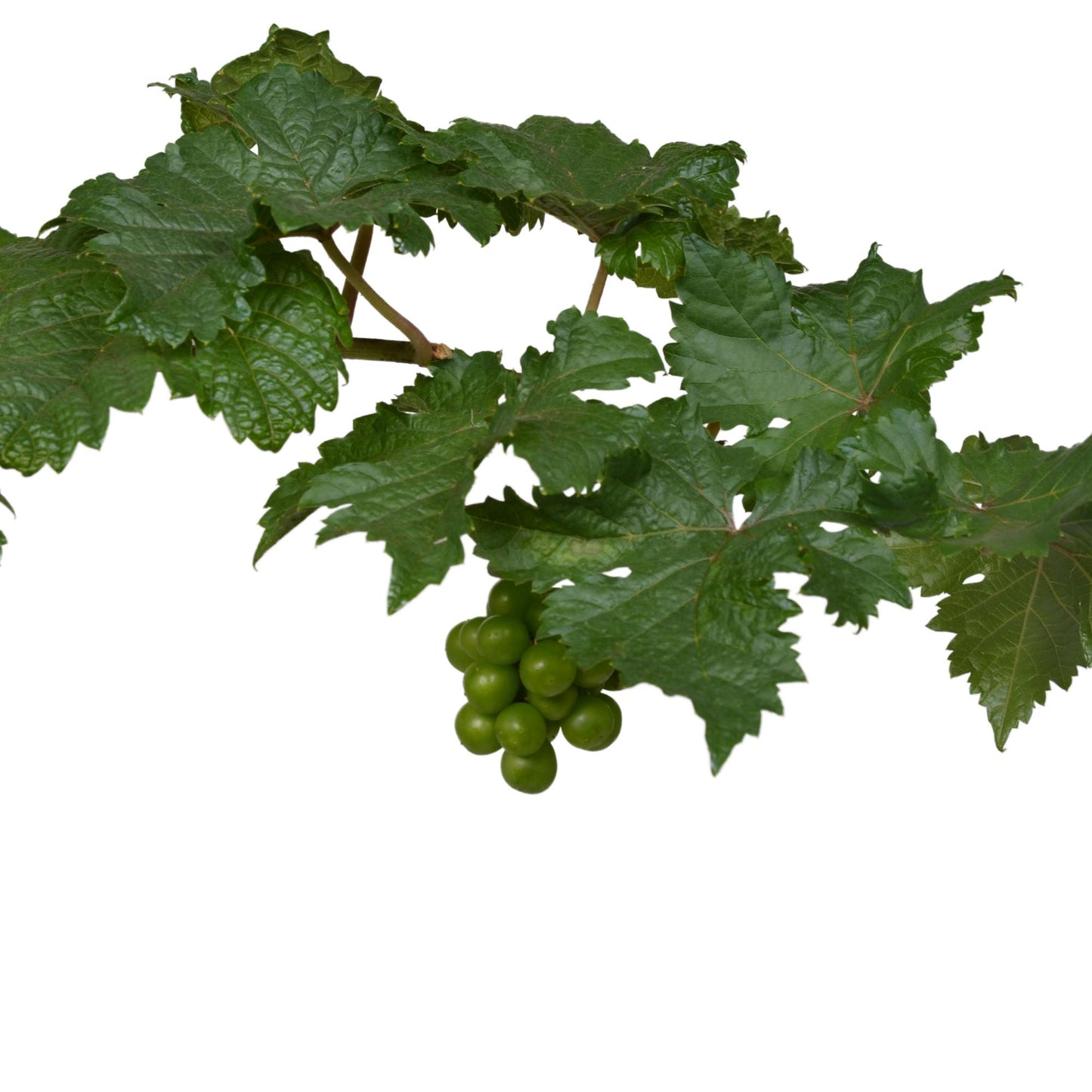 Vitis Pixie Pinot Noir - Blauwe wijndruif - Ø21cm - ↕70cm - Ø14 - ↨30cm