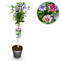 Green boutiQ - Plant op Stam - Hibiscus syriacus Tricolour  - Terras Plant - Bladverliezend - Winterhard - Witte, Roze, Paarse Bloem - Pot 19cm Hoogte 90cm