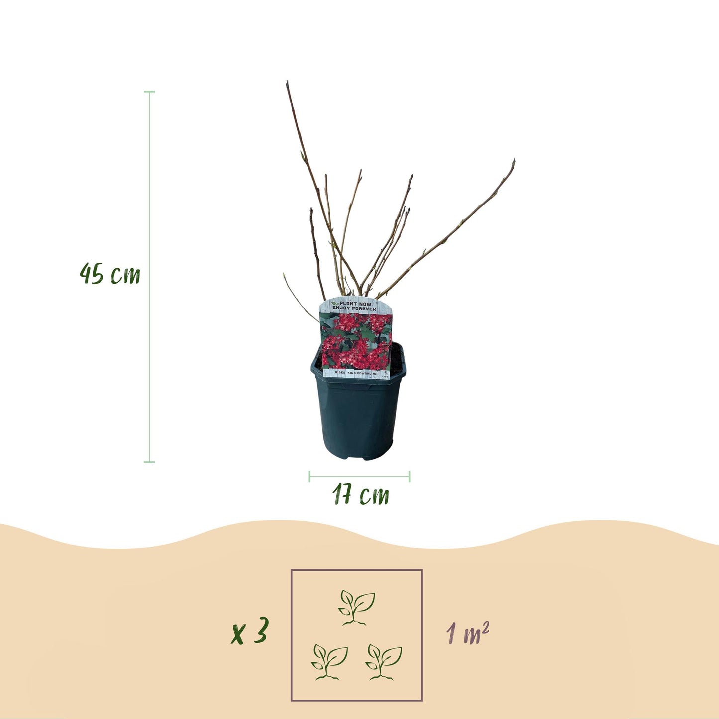 Green boutiQ - Heesters -  Ribes sanguineum Kind Edward - Bloem Rood - 1 Plant - Bladverliezend - Weinig Onderhoud - Pot 17cm Hoogte 45cm