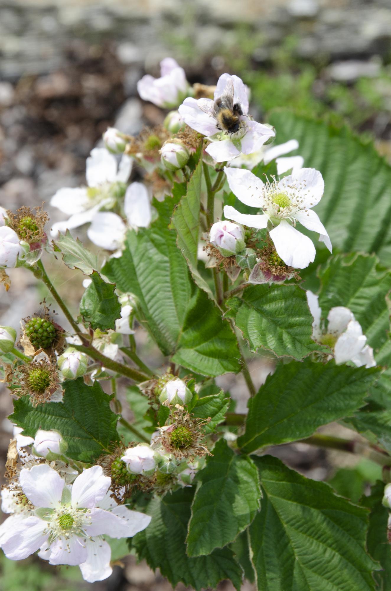 Rubus fruticosus 'Black Satin' - Doornloze Braam - Ø13cm - ↕45cm