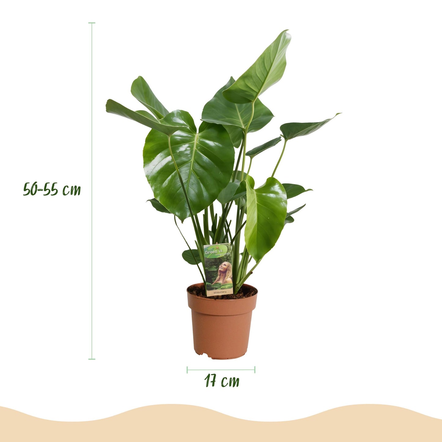 Green BoutiQ - Green is... Kamerplanten - Monstera Deliciosa - Gatenplant - Weinig onderhoud - Groen - 2 Planten - Pot 17cm - Hoogte 50-55cm