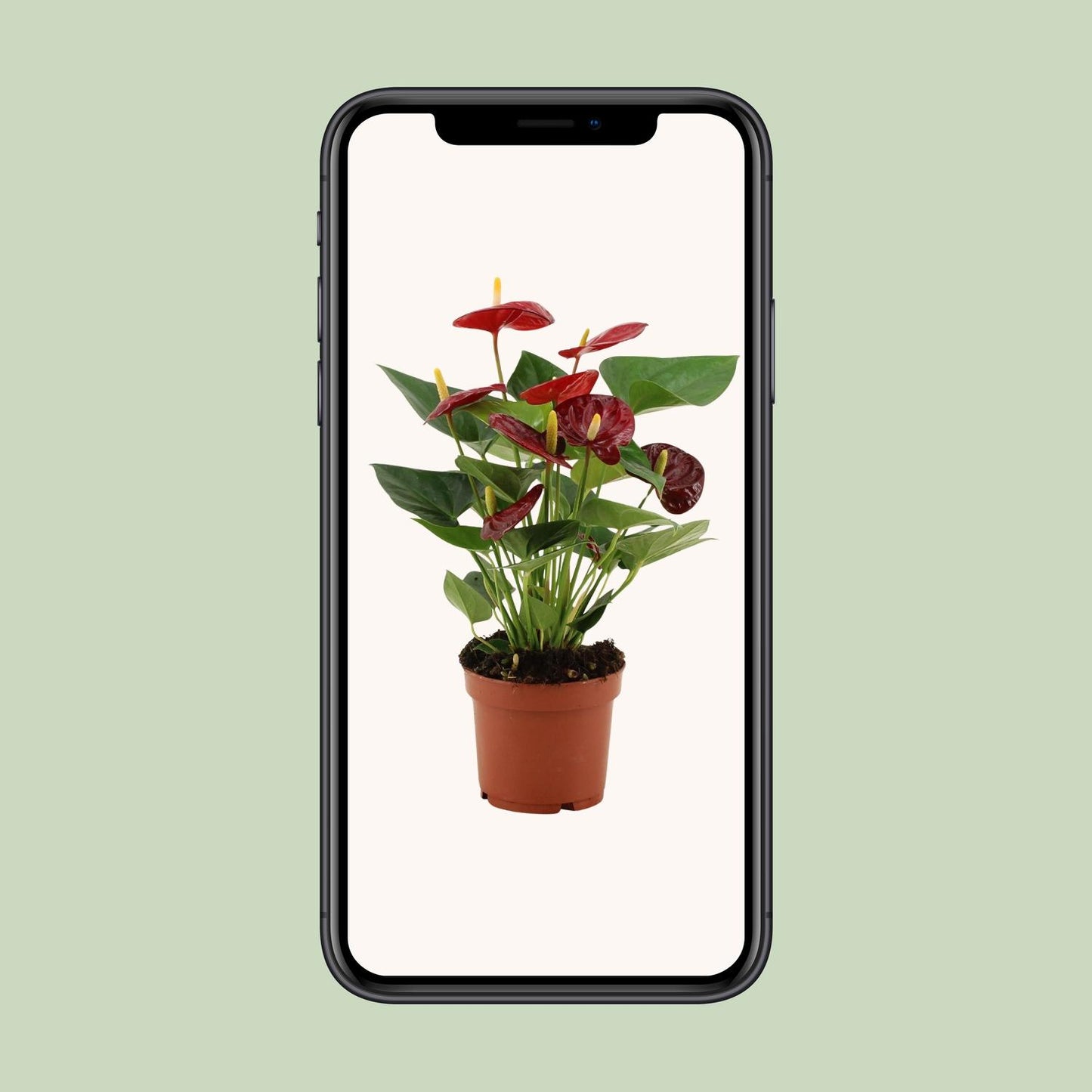 Anthurium Calon In Transparant Sleeve - Ø12cm - ↕36cm