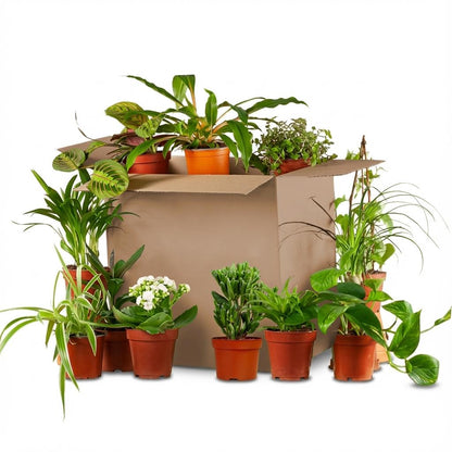 Groene Tweede Kans Box (12 stuks)