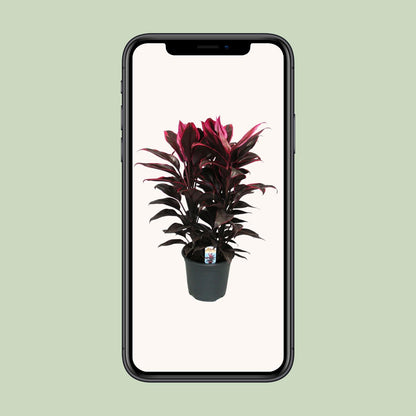 Cordyline Mambo - Ø19cm - ↕55cm