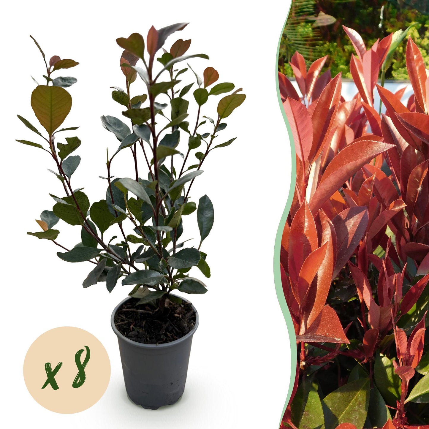 Green boutiQ - Haagplanten - Photinia Little Red Robin - Blad Rood - 8 Planten - 1 Strekkende Meter - Groenblijvend - Pot 9cm Hoogte 30-35cm