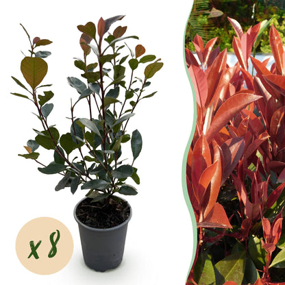Green boutiQ - Haagplanten - Photinia Little Red Robin - Blad Rood - 8 Planten - 1 Strekkende Meter - Groenblijvend - Pot 9cm Hoogte 30-35cm