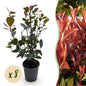 Green boutiQ - Haagplanten - Photinia Little Red Robin - Blad Rood - 8 Planten - 1 Strekkende Meter - Groenblijvend - Pot 9cm Hoogte 30-35cm