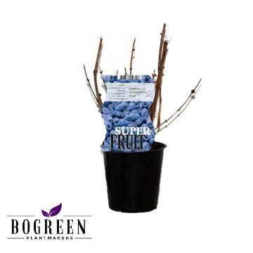 Lonicera Duet (Honingbes) - Ø12cm - ↕30cm