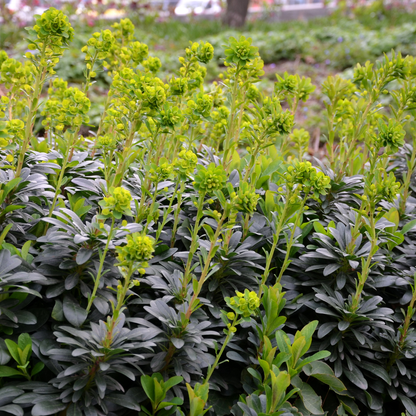 12x Euphorbia amygdal. robbiae - ↕10-25cm - Ø9cm