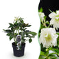 Green boutiQ - Tuinplant - Lenten Rose - Helleborus orientalis Double Ellen White - Witte Bloem -1 Plant - Groenblijvend - Pot 14cm Hoogte 35cm