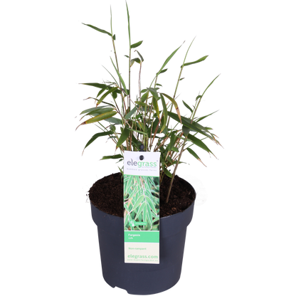 Fargesia rufa - Niet woekerende bamboe - Ø29cm - ↕80cm - Ø14 - ↨40cm