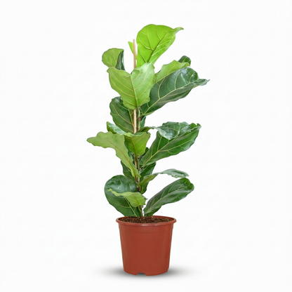 Green boutiQ - Kamerplant - Vioolbladplant - Ficus Lyrata - Groen - Weinig onderhoud - 1 Plant - Pot 21cm - Hoogte 75 - 85cm