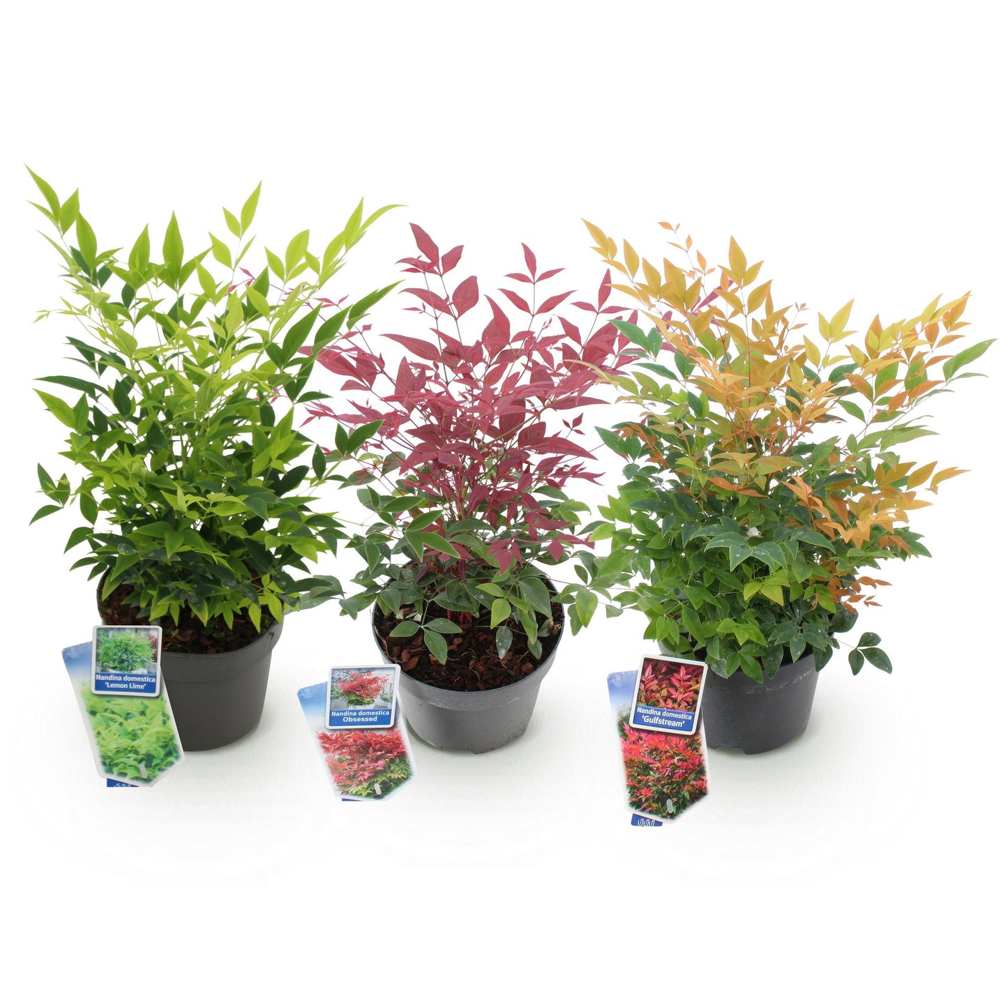 Green boutiQ - Tuinplant - Nandina Tricolour - Geel & Rood & Oranje - 3 Planten - Groenblijvend - Weinig Onderhoud - Pot 17cm Hoogte 45cm
