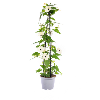 4x Thunbergia Alata Sunny Susy White Ø13 cm - ↕60 cm