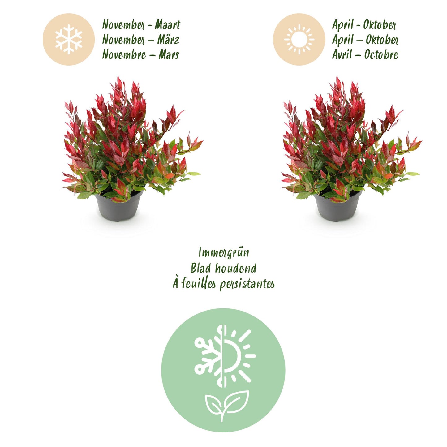 Green boutiQ - Tuinplant - Leucothoe Little Flame - Rood - 2 Planten - Groenblijvend - Weinig Onderhoud - Pot 17cm Hoogte 40cm