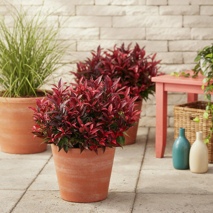 Green boutiQ - Tuinplant - Leucothoe Zeblid - Rood - 2 Planten - Groenblijvend - Weinig Onderhoud - Pot 17cm Hoogte 45cm