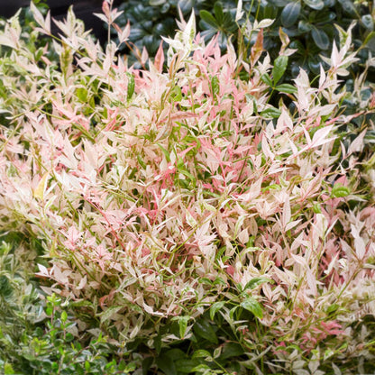 Green boutiQ - Tuinplant - Nandina Twilight - Bont & Roze - 1 Plant - Groenblijvend - Weinig Onderhoud - Pot 17cm Hoogte 45cm