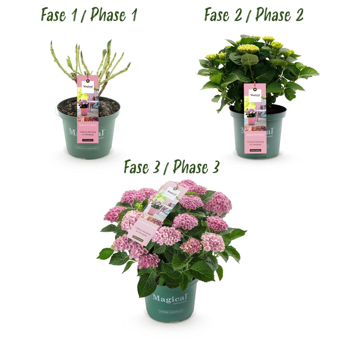 Green boutiQ - Terrasplant - Hortensia - Hydrangea Magical Revolution Pink - Pink - 6-10 Bloemen - Pot 23cm Hoogte 55cm