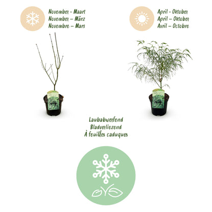 Green boutiQ - Terrasplant - Japanse Esdoorn - Acer palmatum Koto-no-ito - Groen - 2 Planten - Bladverliezend - Pot 19cm Hoogte 70cm