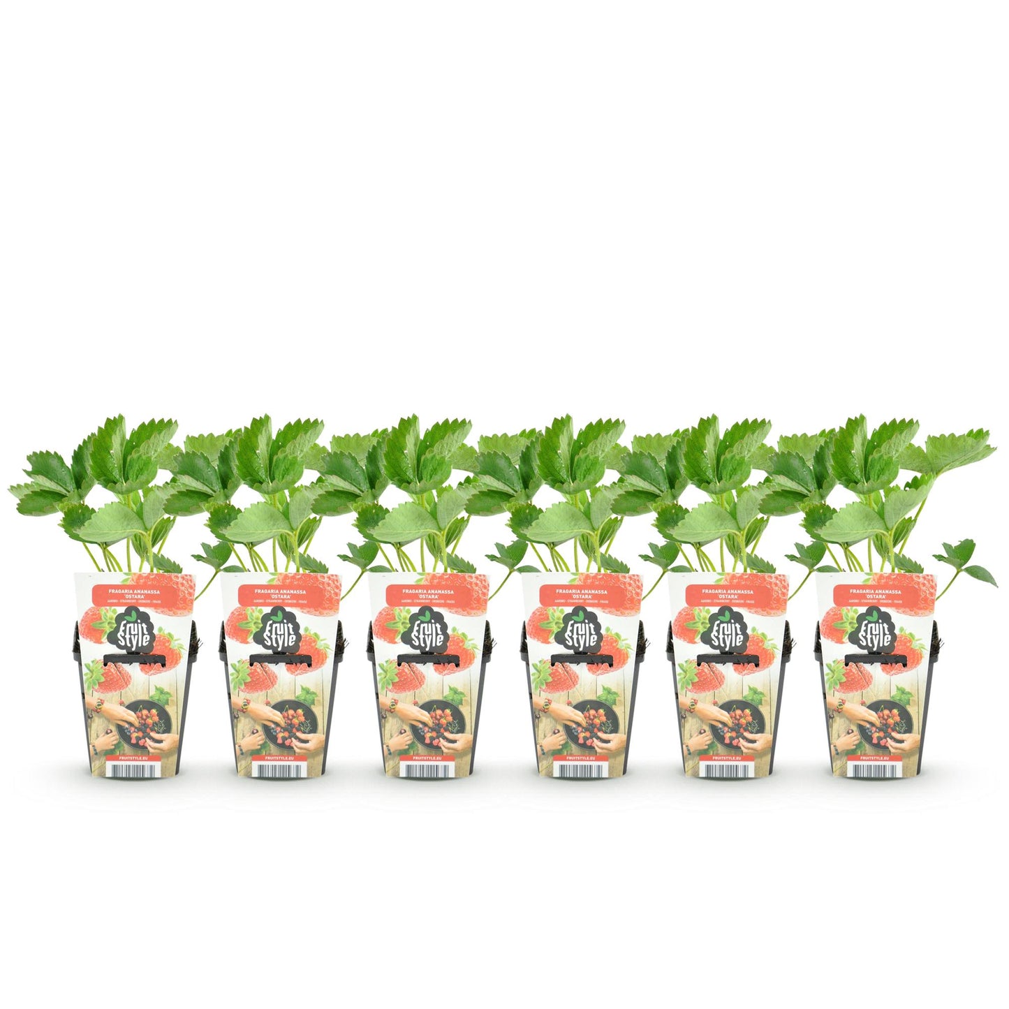 Green boutiQ - Fruitplanten - Aardbei - Fragaria Elsanta - Winterhard - 6 Planten - Pot 9 cm - Rode Aardbei