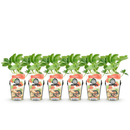 Green boutiQ - Fruitplanten - Aardbei - Fragaria Elsanta - Winterhard - 6 Planten - Pot 9 cm - Rode Aardbei