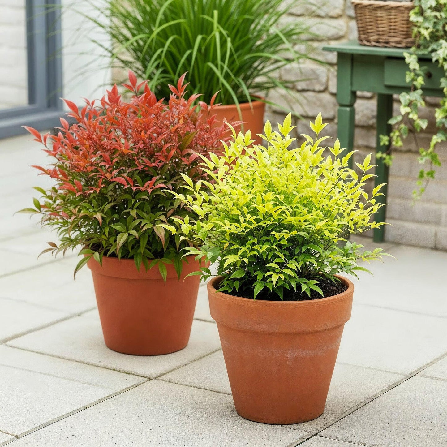 Green boutiQ - Tuinplant - Nandina Duo - Geel & Rood - 2 Planten - Groenblijvend - Weinig Onderhoud - Pot 17cm Hoogte 45cm