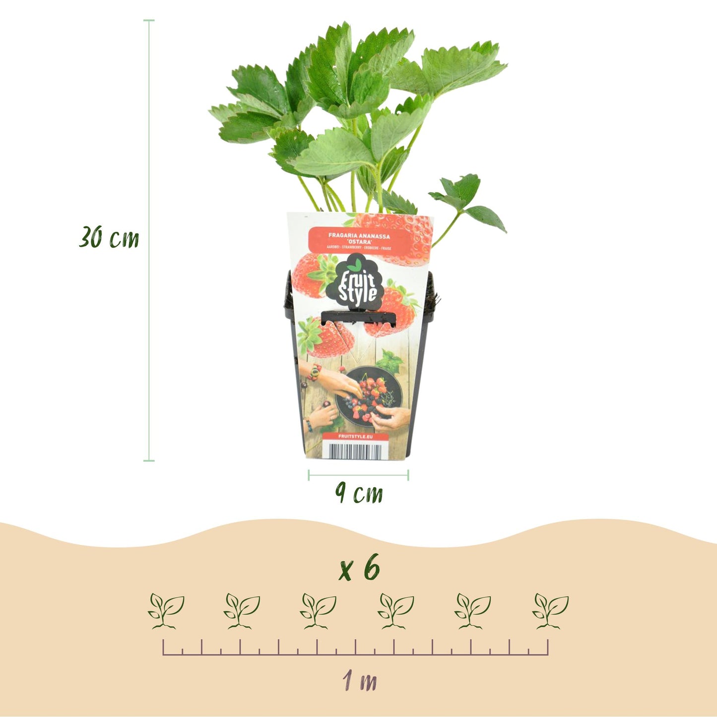 Green boutiQ - Fruitplanten - Aardbei - Fragaria Elsanta - Winterhard - 6 Planten - Pot 9 cm - Rode Aardbei