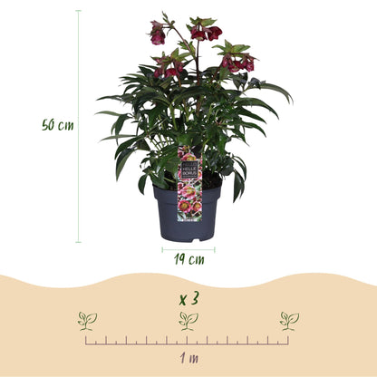 Green boutiQ - Tuinplant - Lenten Rose - Helleborus Dacaya - Roze Bloem - Groenblijvend - Pot 19cm Hoogte 50cm