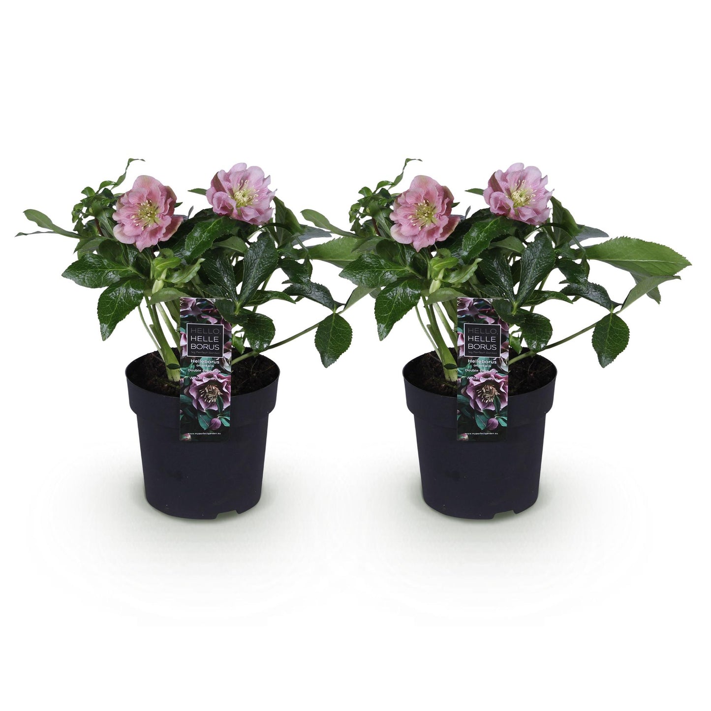 Green boutiQ - Tuinplant - Lenten Rose - Helleborus orientalis Double Ellen Pink - Roze Bloem -2 Planten - Groenblijvend - Pot 14cm Hoogte 35cm