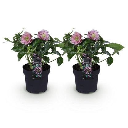 Green boutiQ - Tuinplant - Lenten Rose - Helleborus orientalis Double Ellen Pink - Roze Bloem -2 Planten - Groenblijvend - Pot 14cm Hoogte 35cm