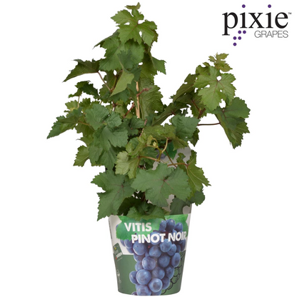 Vitis Pixie Pinot Noir - Blauwe wijndruif - Ø21cm - ↕70cm - Ø14 - ↨30cm