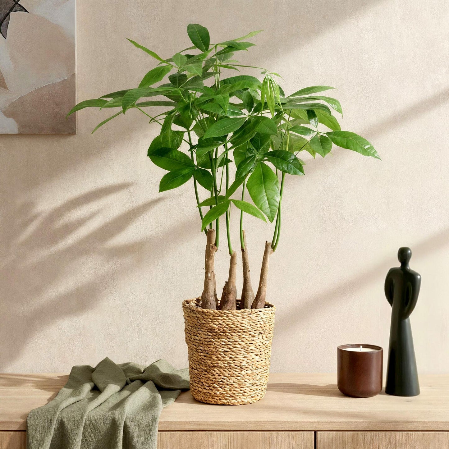 Green BoutiQ - Green is... Kamerplanten - Pachira Aquatica multi stam - Geldboom - Weinig onderhoud - met mand - Groen - 1 Plant - Pot 17cm - Hoogte 50-55cm