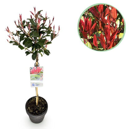 Green boutiQ - Plant op Stam - Photinia fraseri Carre Rouge - Terras Plant - Bladhoudend - Winterhard - Groen-Rood Blad - Pot 19cm Hoogte 90cm