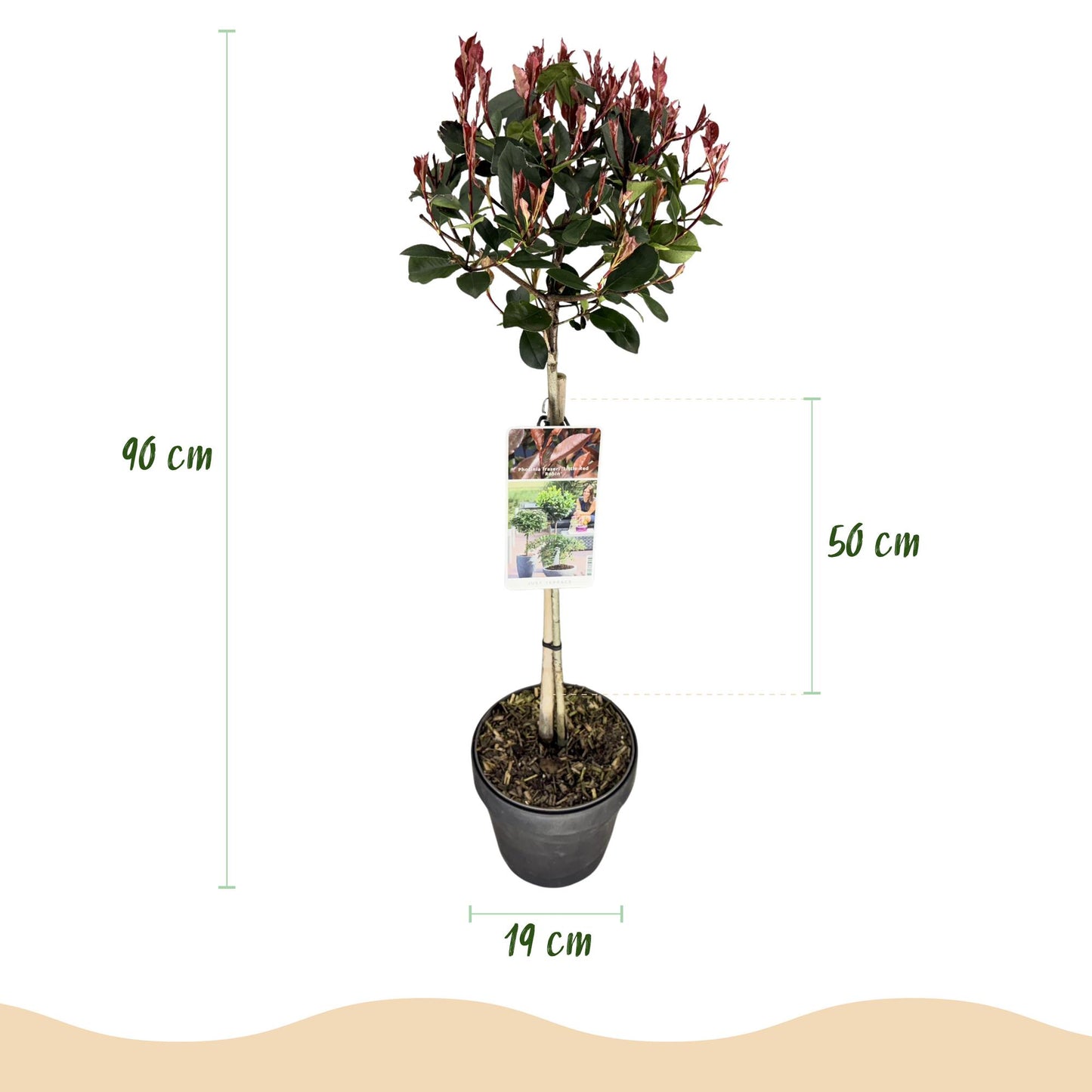 Green boutiQ - Plant op Stam - Photinia fraseri Little Red Robin - Terras Plant - Bladhoudend - Winterhard - Groen-Rood Blad - Pot 19cm Hoogte 90cm