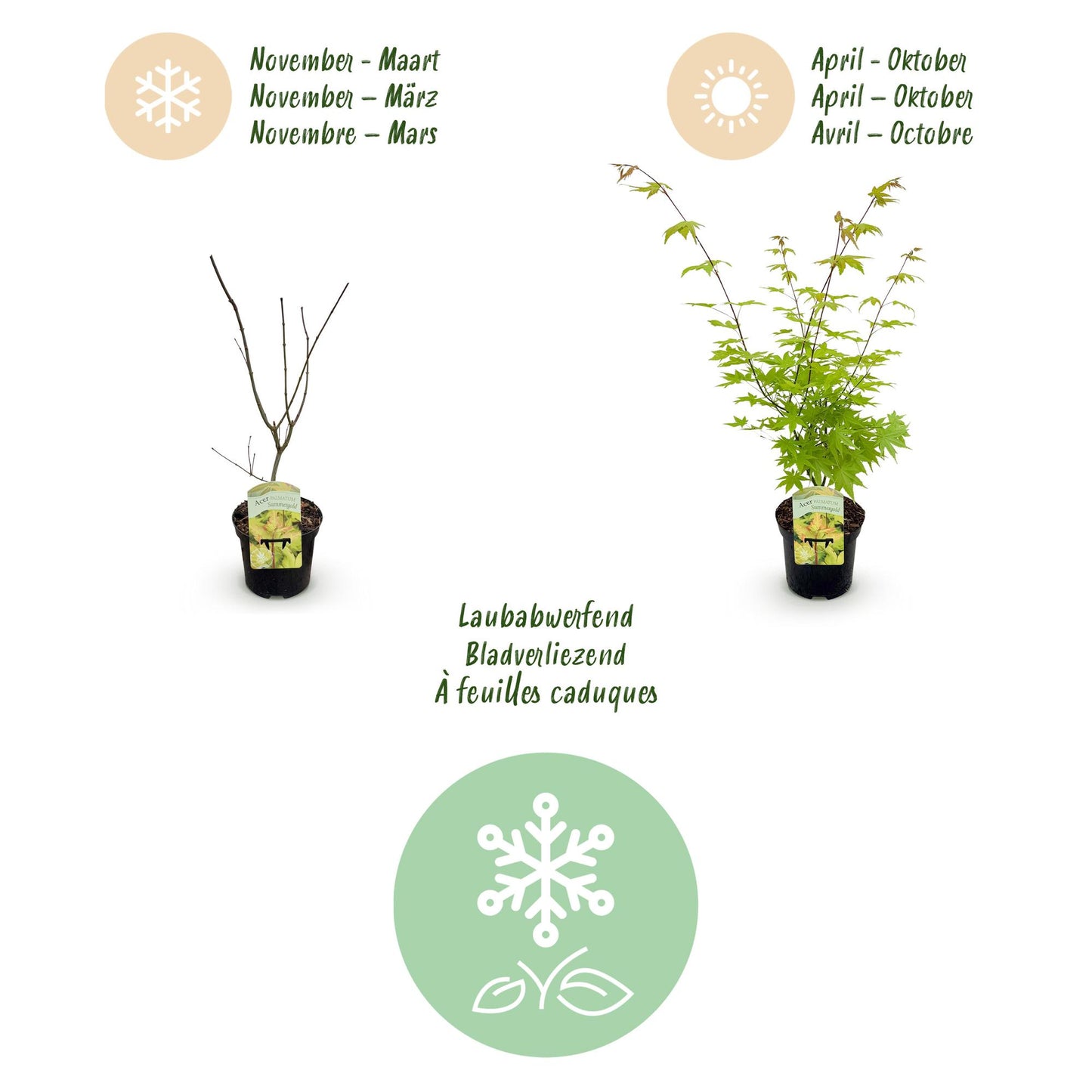 Green boutiQ - Terrasplant - Japanse Esdoorn - Acer palmatum Summergold - Geel - 2 Planten - Bladverliezend - Pot 19cm Hoogte 70cm
