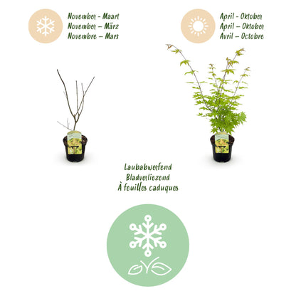 Green boutiQ - Terrasplant - Japanse Esdoorn - Acer palmatum Summergold - Geel - 2 Planten - Bladverliezend - Pot 19cm Hoogte 70cm